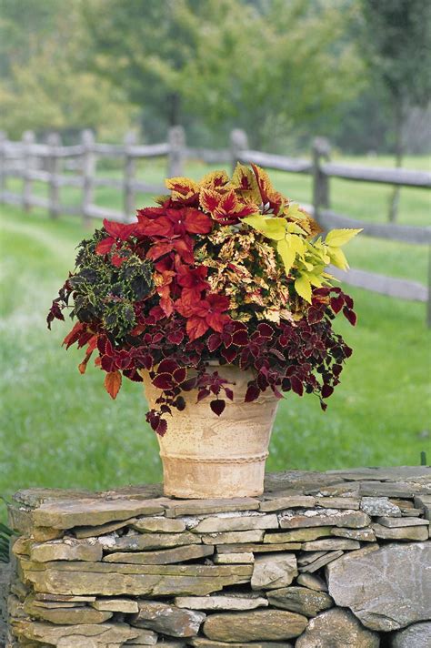 Coleus Container Garden Was Made For The Shade I Love Coleus There