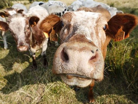Cows Officially The Most Deadly Large Animals In Britain