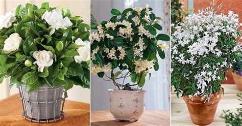 8 Best Indoor Jasmine Varieties To Grow Balcony Garden Web