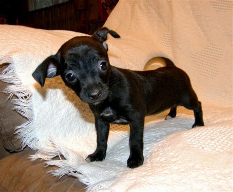Black Chiwawa Puppy Chihuahua Puppies For Sale Chihuahua Puppies