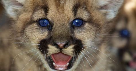 Just Look At These Painfully Adorable Mountain Lion Kittens Huffpost