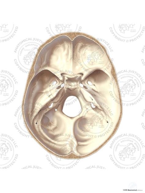Interior View Of The Inferior Skull No Text