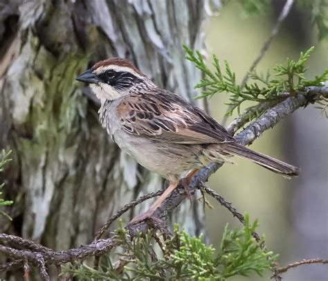 Striped Sparrow Oriturus Superciliosusdsc2312 Editcc Flickr