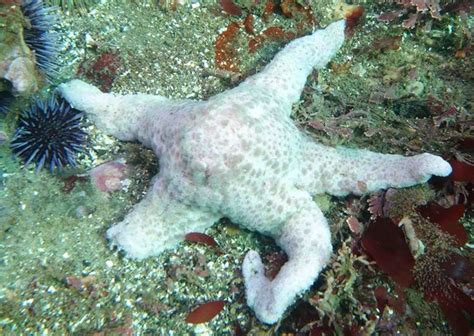 Sea Star Assemblages Changed After Wasting Disease Us National Park