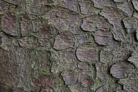 The Texture Of Tree Bark Natural Background Stock Photo Stock Photo