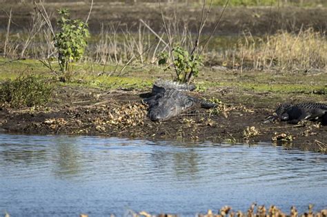 American Alligators Enjoying The Heat From The Sun On The Bank Of The