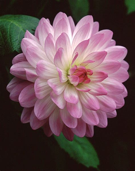 Dahlia Bea Paradise Feed Your Plants With Growbest From