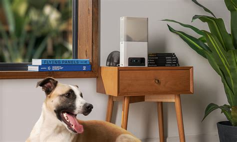 10 Important Devices For Pet Dad And Mom To Pamper Their Furbabies With