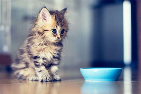 Download This Cute Little Kitty Is Sure To Brighten Your Day