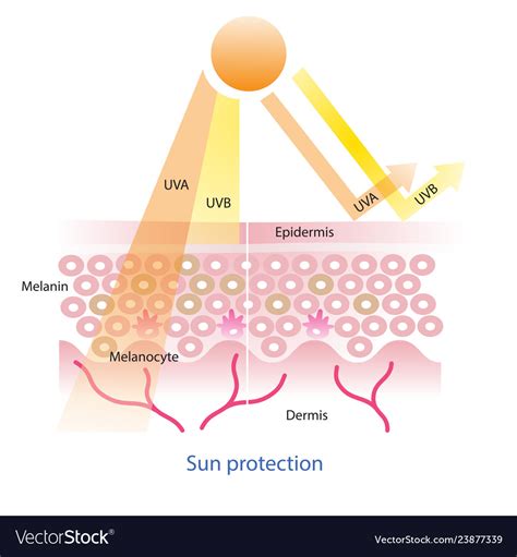 Sun Protection With Uva And Uvb Ray On Skin Layer Vector Image