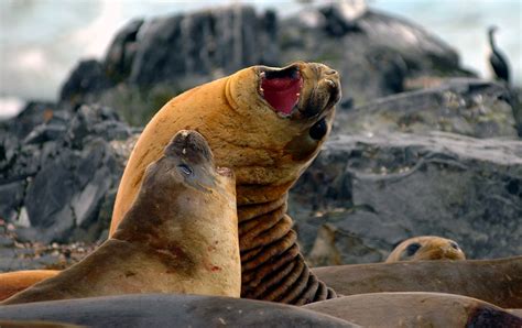 Multimedia Gallery Antarctic Wildlife Southern Elephant Seals Nsf