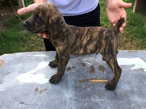 Mountain Cur Puppies For Sale Collinwood Tn 235779