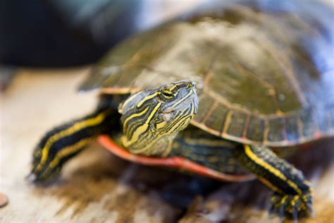 Should You Keep A Wild Turtle