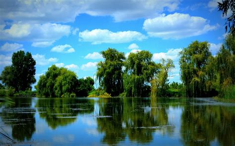 Trees Pond Sky Wallpaper Hd Nature 4k Wallpapers Images Photos And