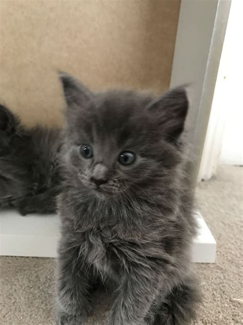 Find your gorgeous longhaired, maine coon kitten from the extensive breeder list below. The Blue Maine Coon - Maine Coon Expert