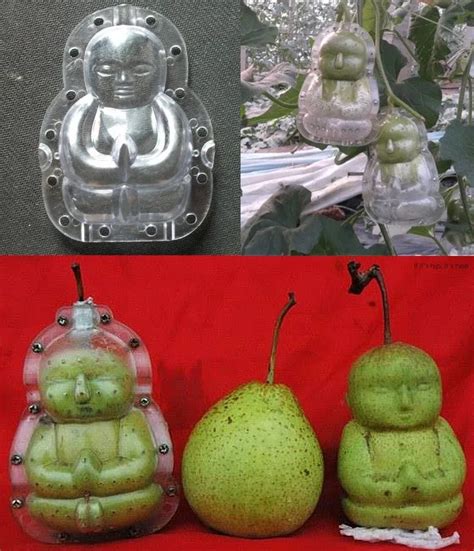 Grow Your Own Fun Shaped Fruit Molds For Pears Apples Melons And More If Its Hip Its Here