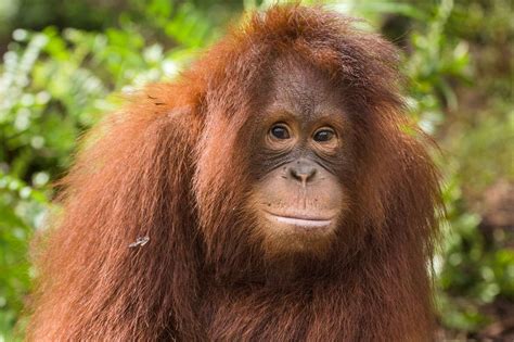 Orangutans are endangered and at risk of extinction. Adopt an Orangutan - Find here Orangutans for Adoption