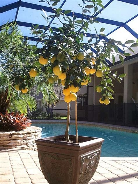 Growing fruit trees in buckets or a similar container is an excellent way to cultivate your own fruit, even in small spaces. The 25+ best Trees in pots ideas on Pinterest | Potted ...