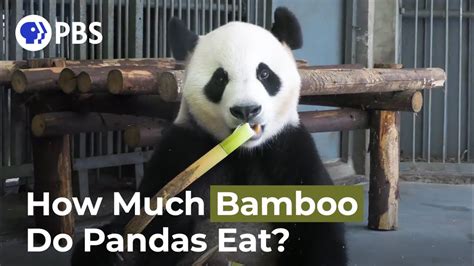 How Much Bamboo Does A Panda Consume In A Day Youtube