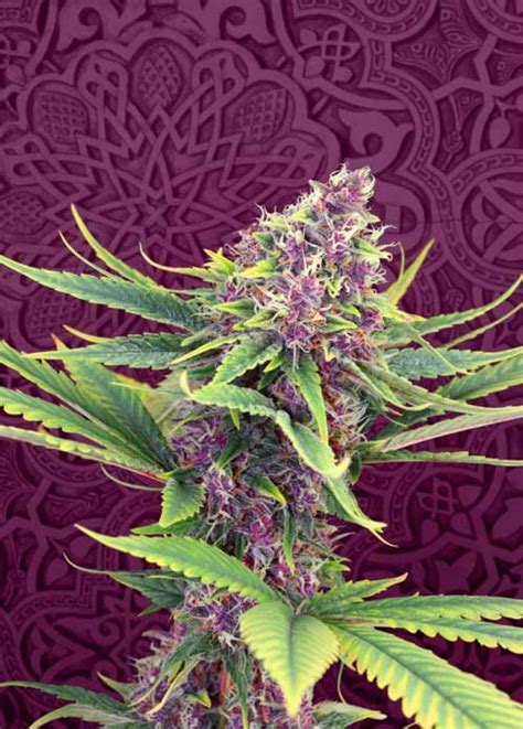 Purple Kush Kannabia Seeds From The Experts In Stealthy Cannabis Seed