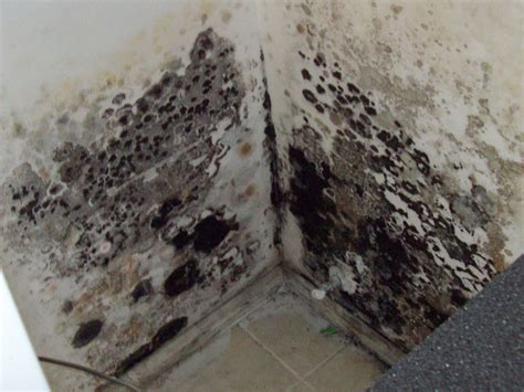 Black Mold And Toxic Black Mold Does It Sounds Familiar To You The