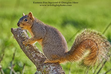 Eastern Fox Squirrel Sciurus Niger
