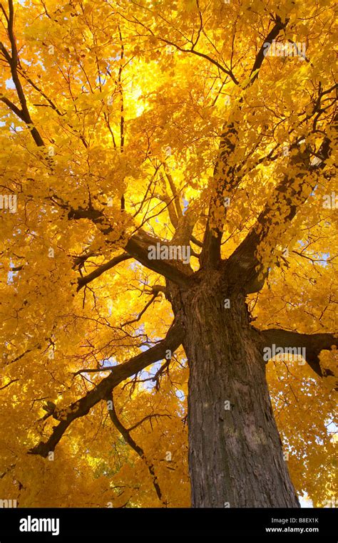 Sugar Maple Tree Acer Saccharum In Autumn Iowa Stock Photo Alamy