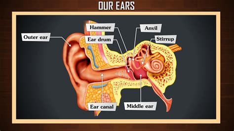 How Ear Works Anatomy Of The Human Ear Human Ear Structure And