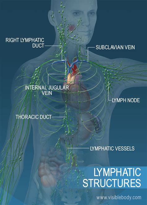 Lymphatic Lymph Nodes