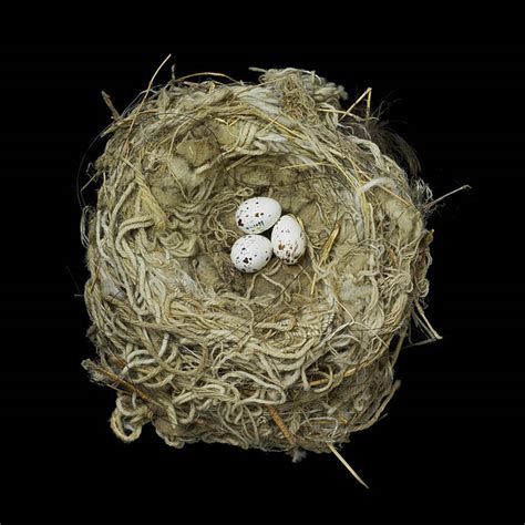Fresh Pics Birds Nests Photography By Sharon Beals