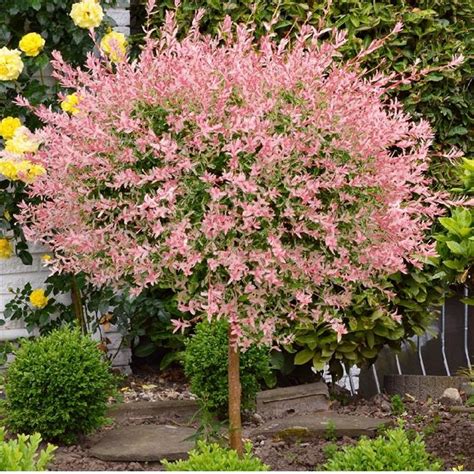Willow Tree Pink Flowers 19 Species Of Weeping Trees Its Wood Is Flexible Which Makes It A