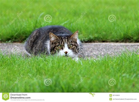 Lurking Cat Stock Photos - Image: 30743653