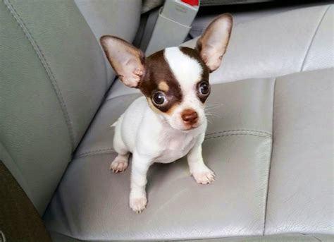 33 Apple Head Chihuahua Lifespan Image Bleumoonproductions
