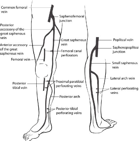 Figure 1 From The Role Of The Calf Muscle Venous Pump In Exercise
