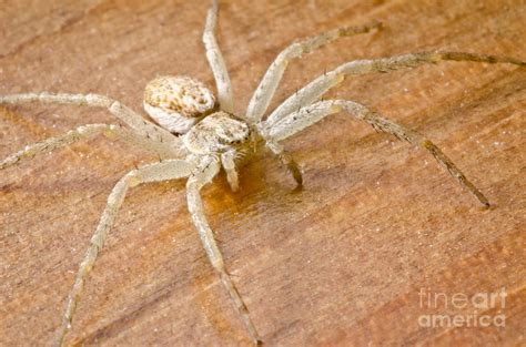 Wooden Spider Anyphaena Accentuata Buzzing Spider On A Wooden Floor In