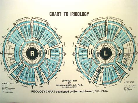 Iridology Is The Inspection Of The Iris Of The Eye As An Aid In