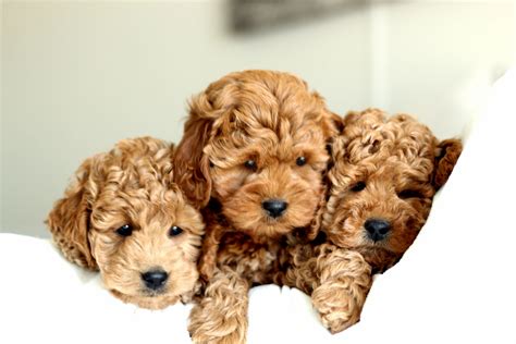 Vicky's toy puppies offers hypoallergenic puppies for sale throughout the state of texas. Golden River Puppies - Miniature Goldendoodle Puppy ...