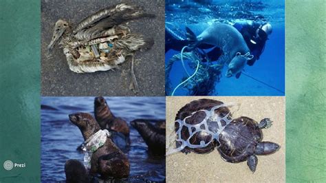 The Causes And Impacts Of Plastics Within Perths Marine Environment