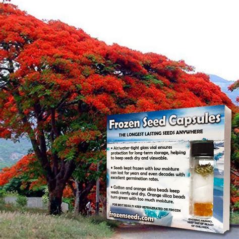Royal Poinciana Flame Tree Delonix Regia 3 Rare Tropical Tree Seeds