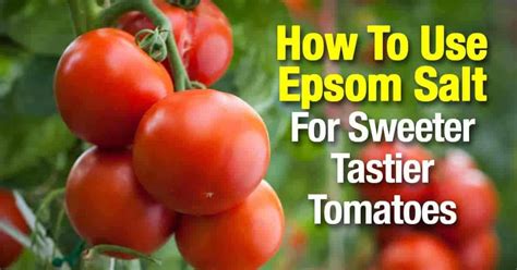 La Sal De Epsom Para Las Plantas De Tomate Hace Que Los Tomates Sean