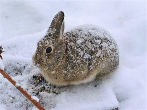 Snowy Bunny Rabbits