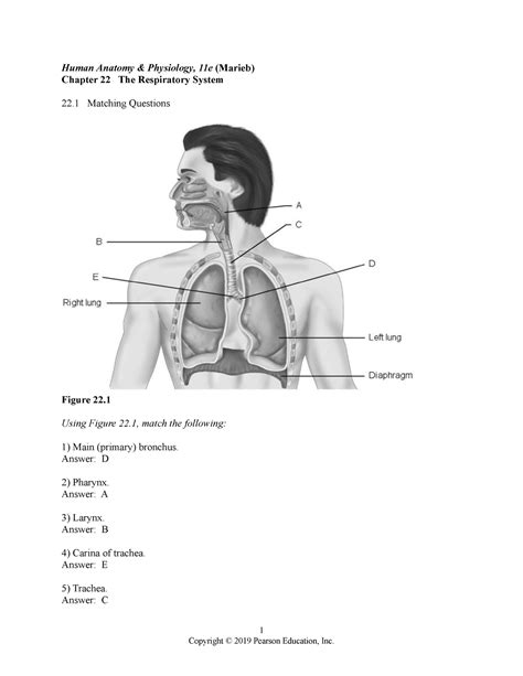 Respiratory System Test Bank Bio 1200 Human Anatomy And Physiology