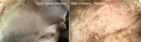 Allergy Trigger What Does A Dog Skin Yeast Infection Look Like