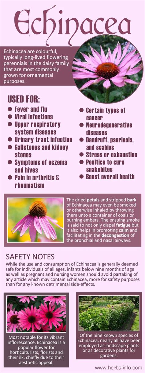 √ Is It Safe To Take Echinacea While Breastfeeding