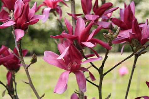 Magnolia Burgundy Star™ Hello Hello Plants