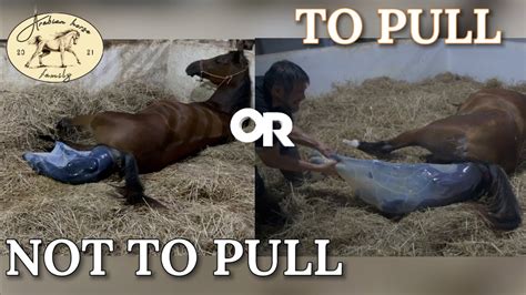 To Pull Or Not To Pull Horse Giving Birth Videos Youtube