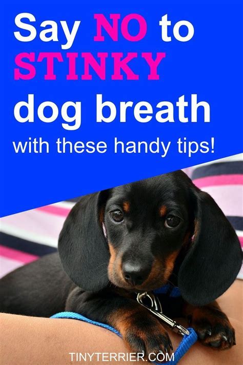 Tips For Improving Your Dogs Stinky Breath How To Prevent Bad Dog