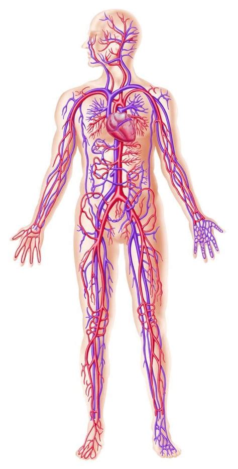 Major blood vessel chart : The heart, arteries, and veins are the major parts of the ...