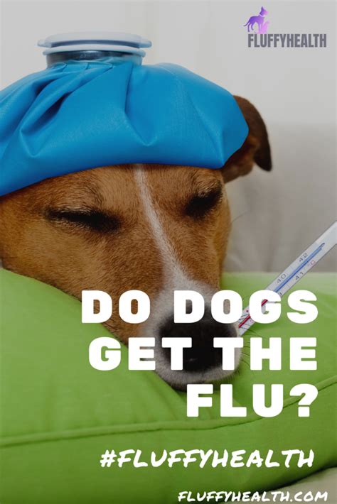 Do Dogs Get The Flu A Dog Parent 101 Comprehensive Guide To Deal With