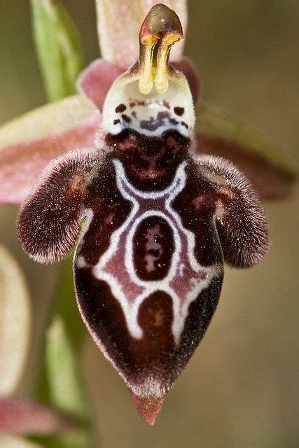 This Is A Bee Orchid Which Resembles The Back Of A Female Bee In Order To Lure Male Bees To